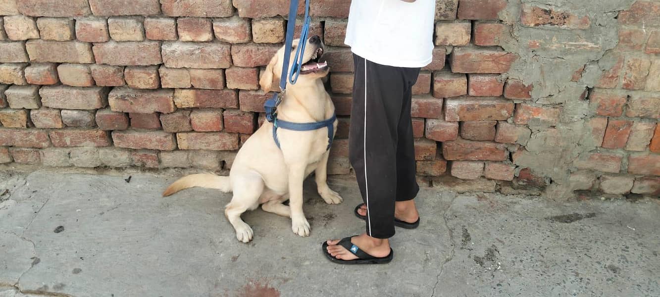 British Labrador 2
