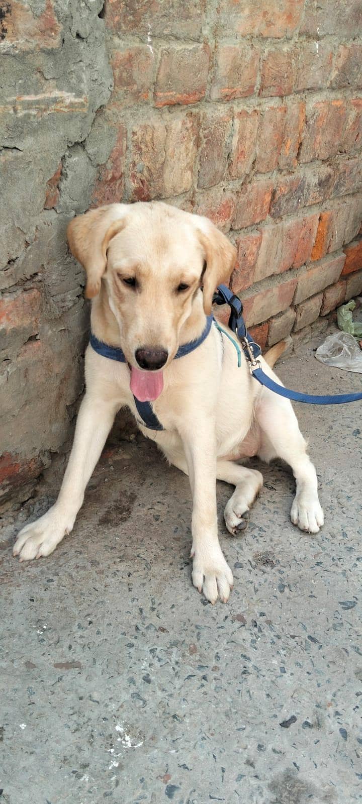 British Labrador 3