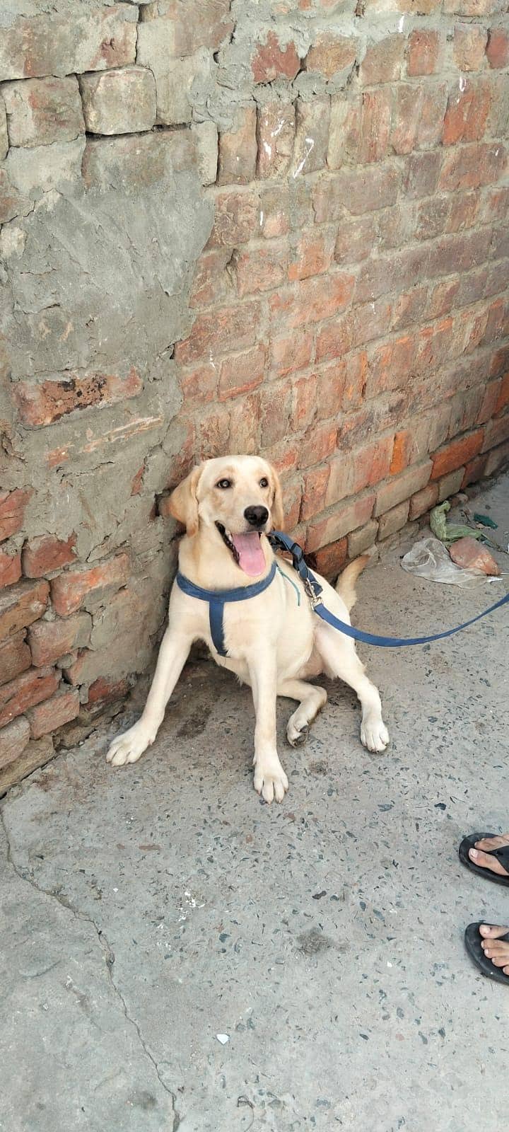 British Labrador 4