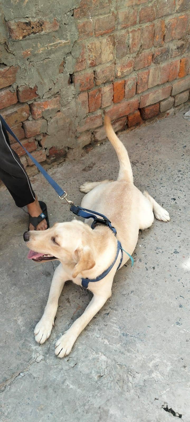 British Labrador 5