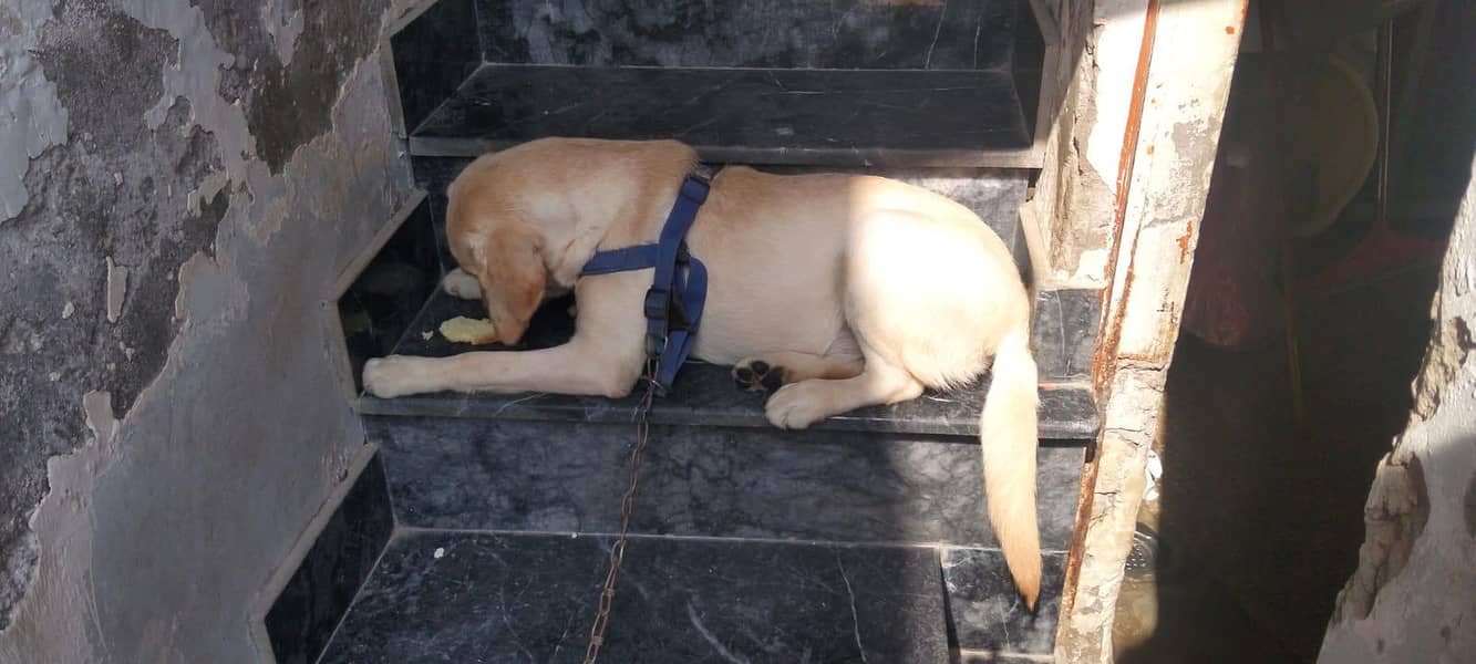 British Labrador 6