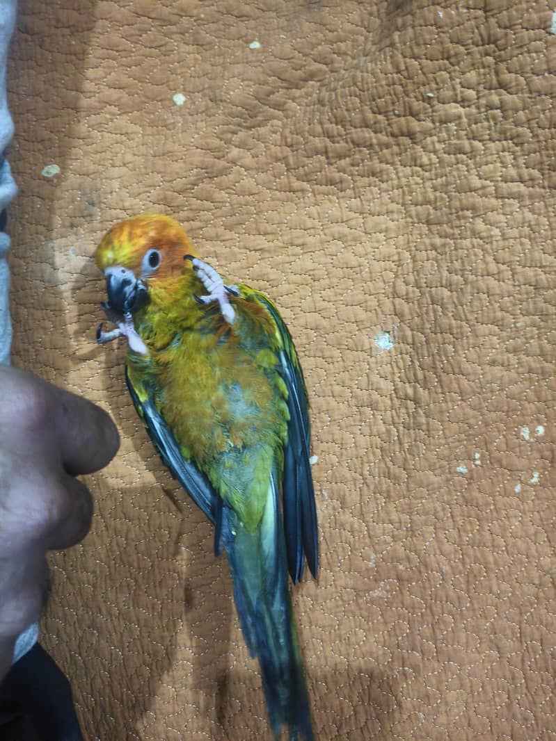 sun conure chick 0