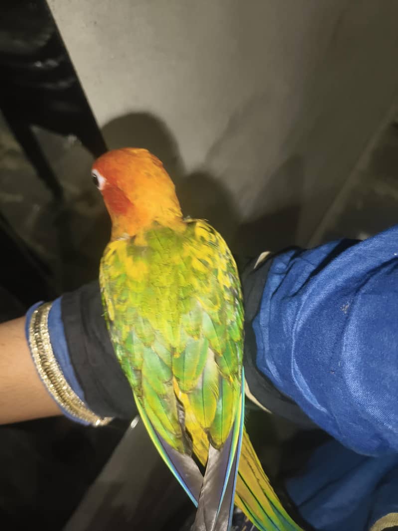 sun conure chick 1