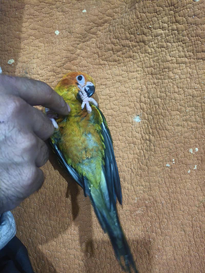 sun conure chick 2