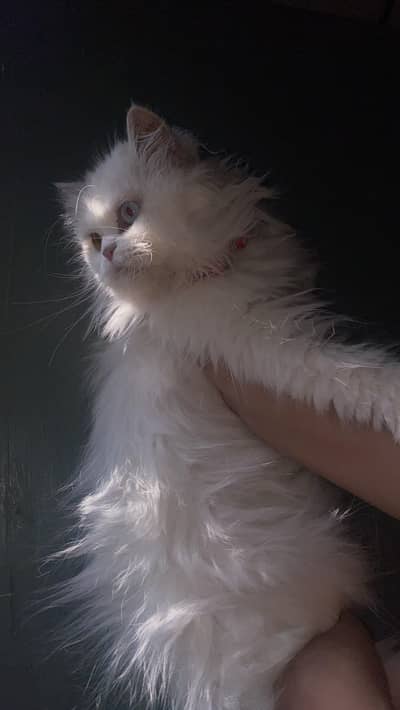 Persian Cat Female