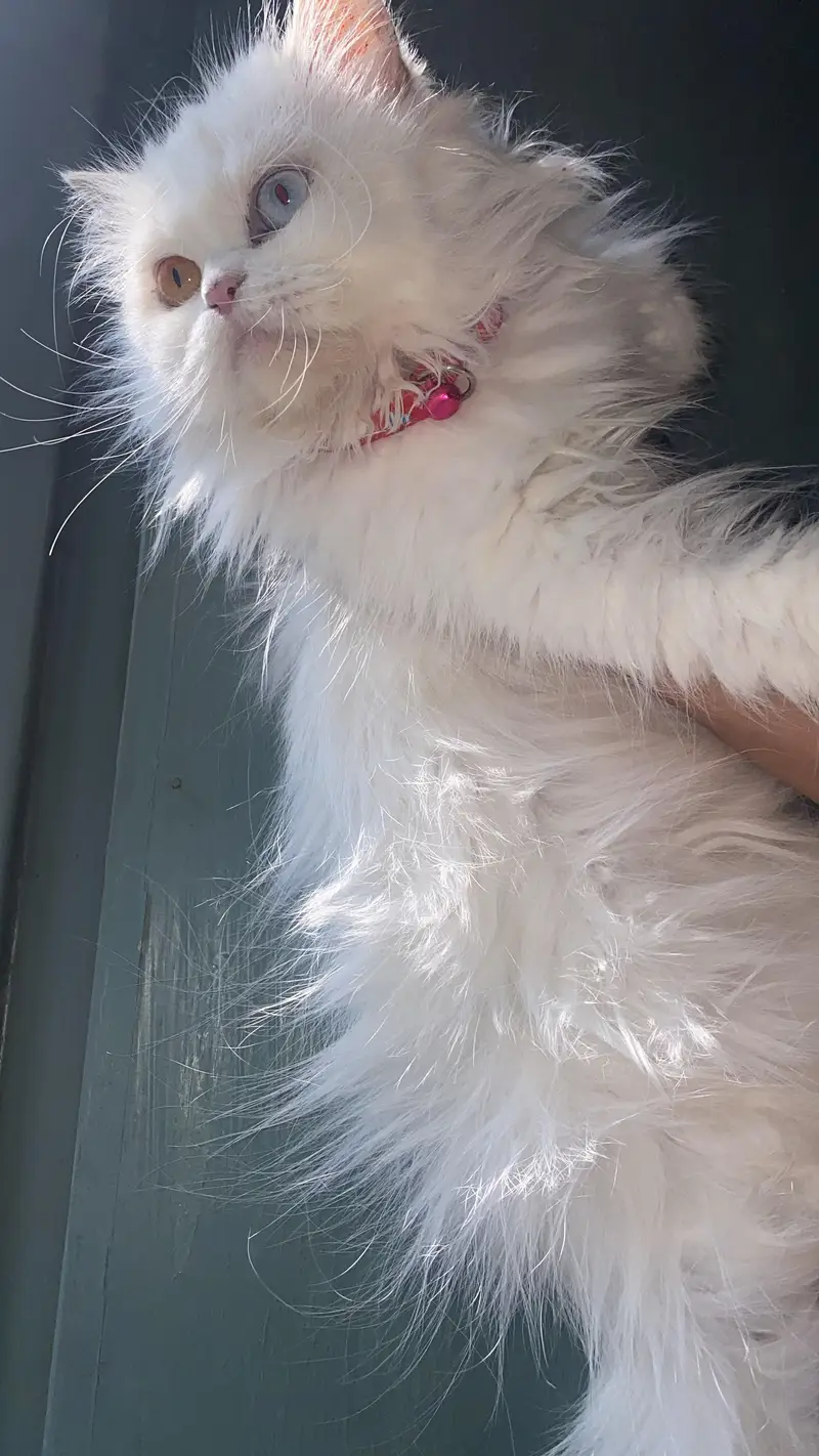 Persian Cat Female — photo 2