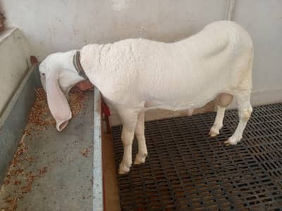 pure larkana gulabi