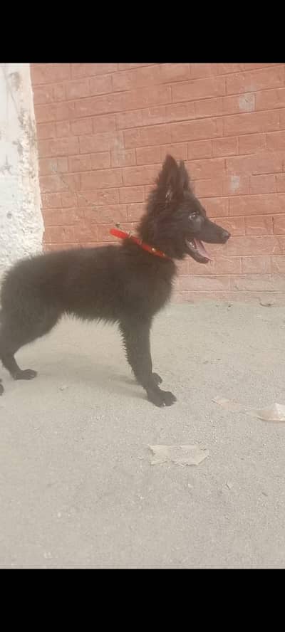 black German shepherd long coat female available for sale