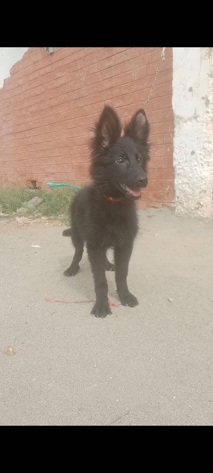 black German shepherd long coat female available for sale - Dogs ...