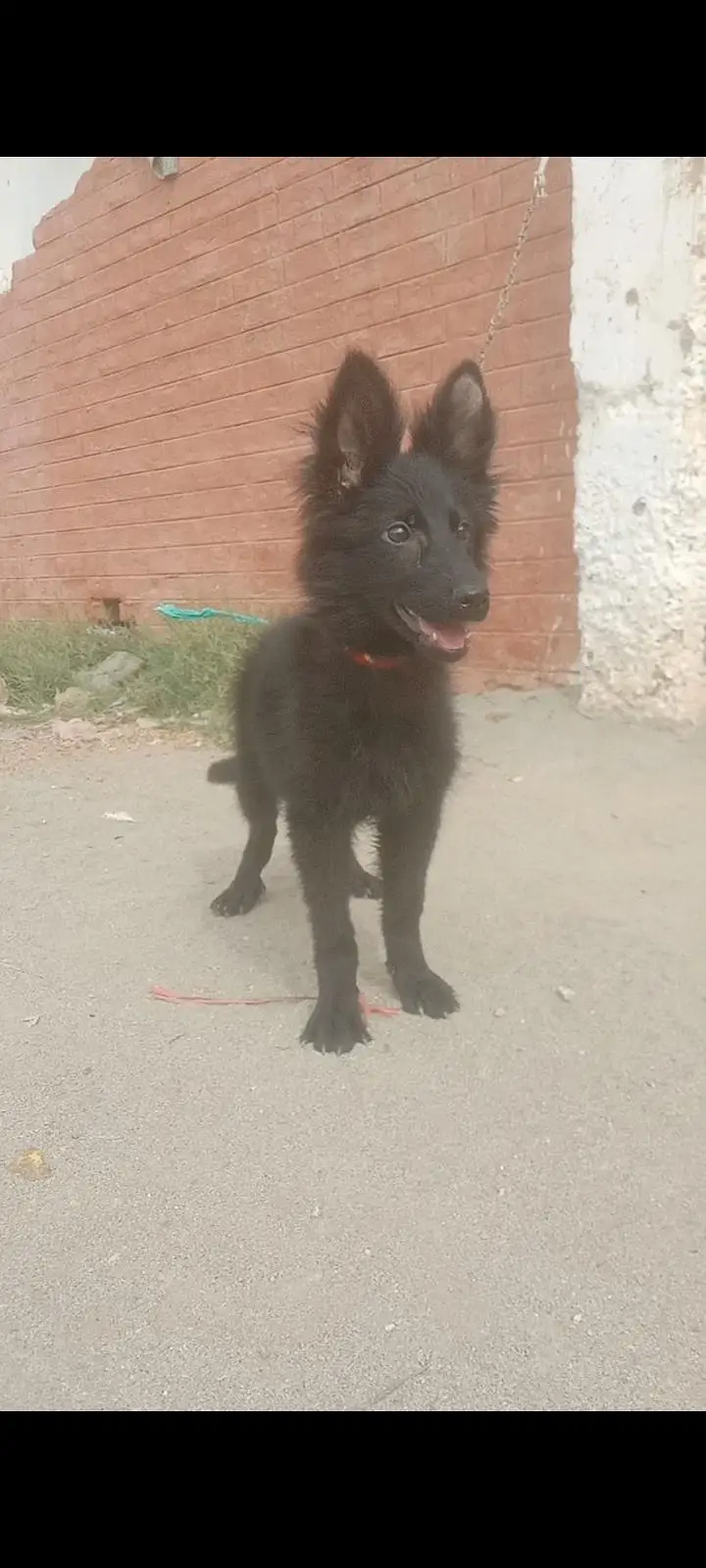 black German shepherd long coat female available for sale — photo 2