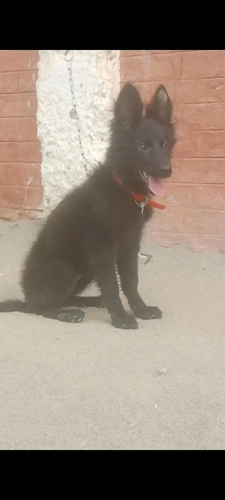 black German shepherd long coat female available for sale — photo 3