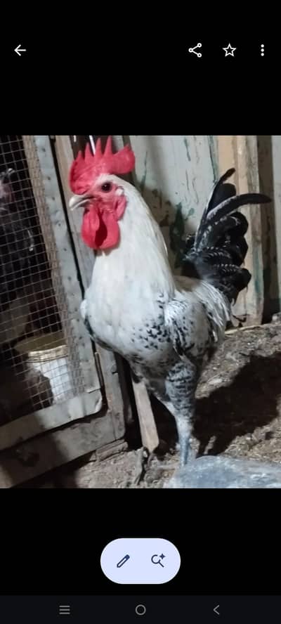 Pure misri faumi Male for Hens