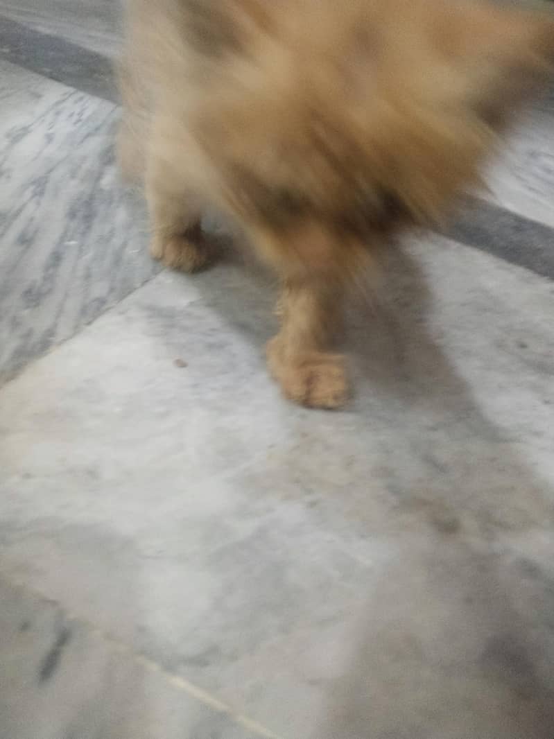 kitten 1