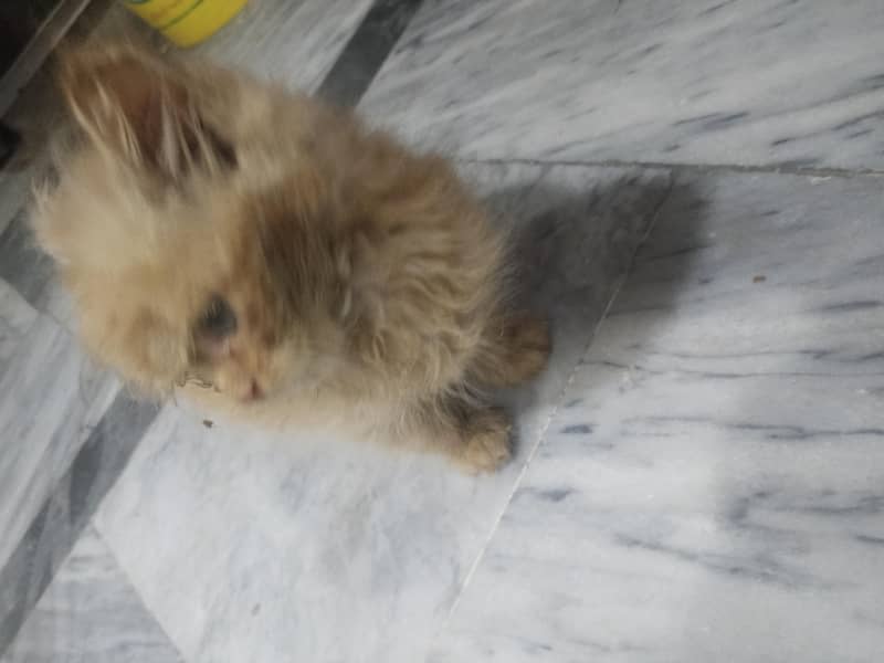 kitten 2