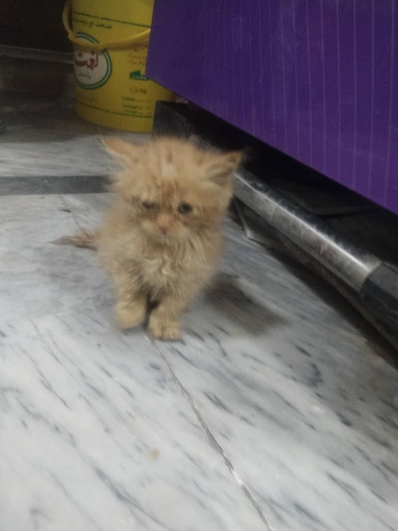 kitten 3