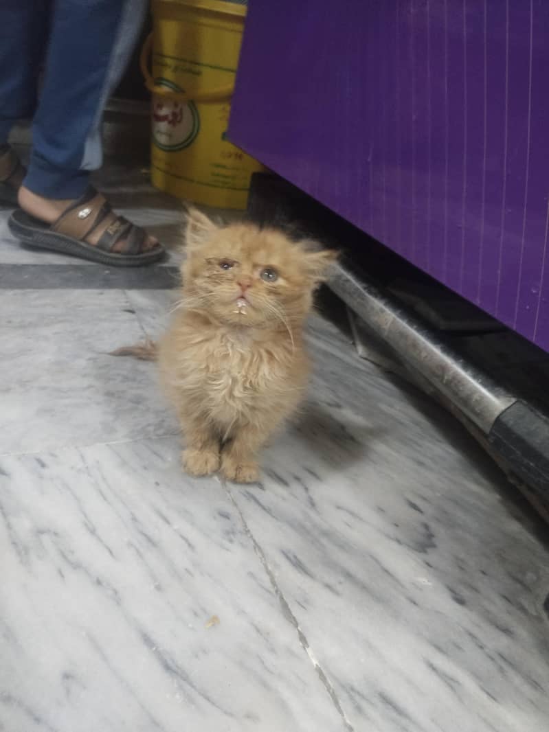 kitten 4