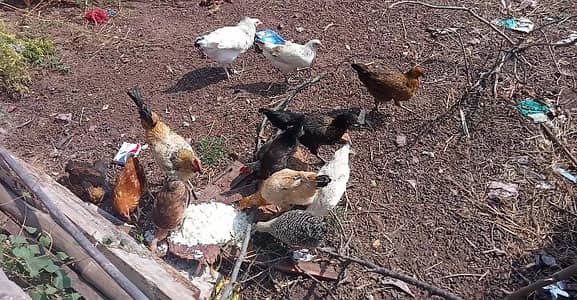 goldan misri frash pathiya for sale urgent eggs pa tayar han