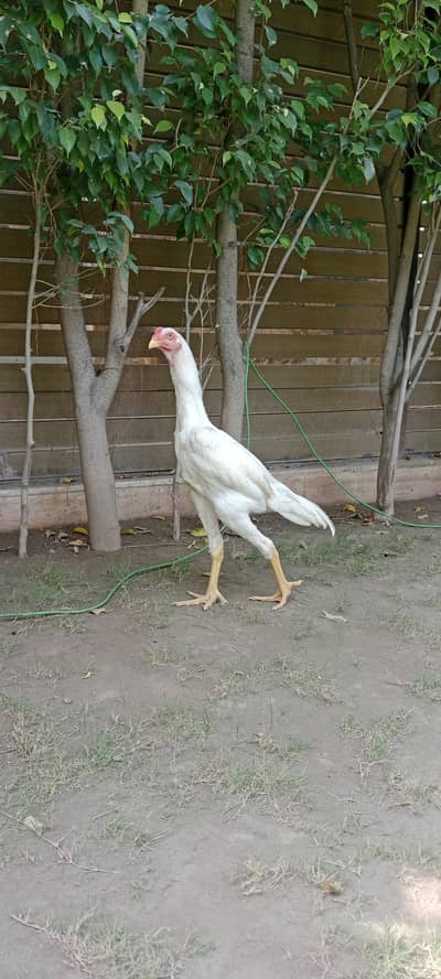 shamo male