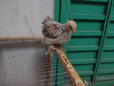 chick's,chuza, murgi, hens