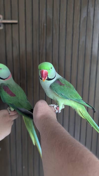 Hand tamed 0-Bite | Monks, Ringnecks, Sun Conures, Kashmiri Pahari Etc