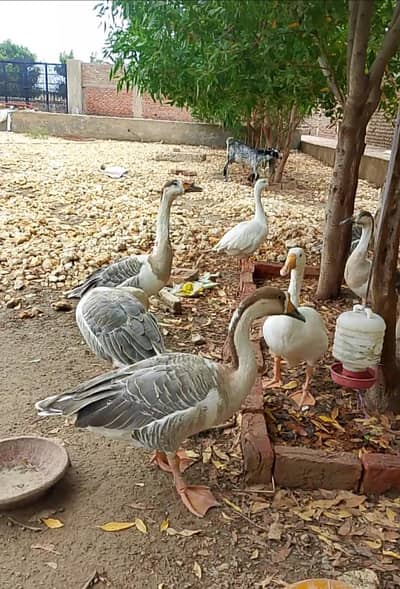Ducks for Sale