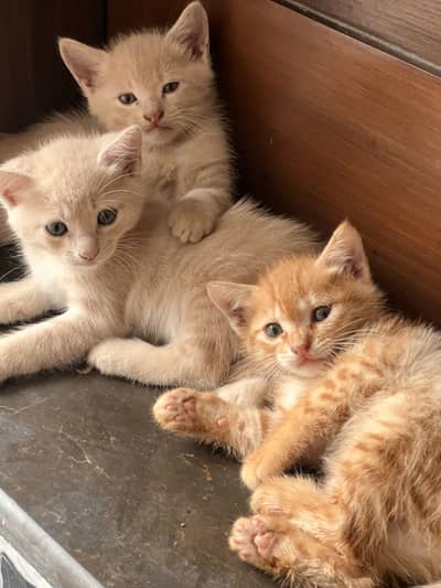 4 kittens for sale