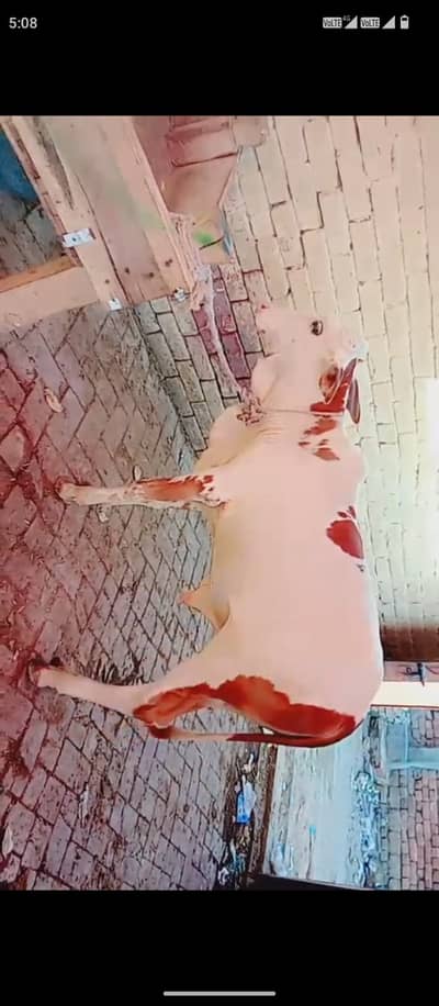 Gulabi wacha | bulls | wacha for 2027 qurbani | Gulabi bull