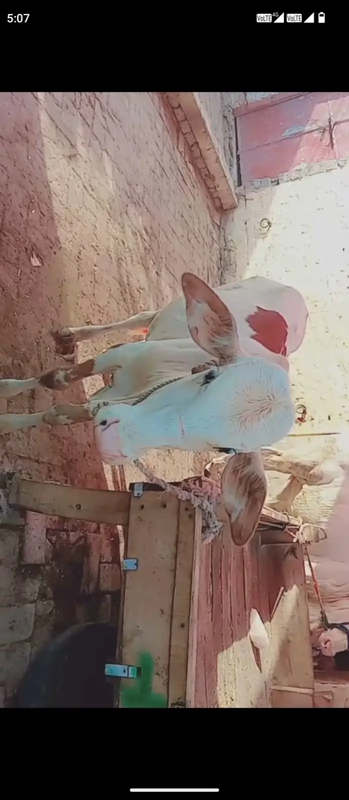 Gulabi wacha | bulls | wacha for 2027 qurbani | Gulabi bull — photo 2