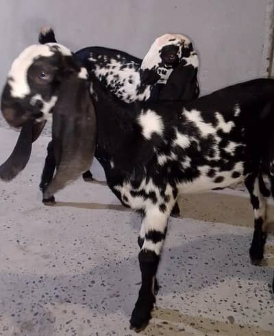 2 Baby goat beautiful