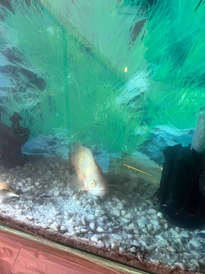4 Oscars+1 Pacu, blue shark & sucker with complete aquarium for Sale