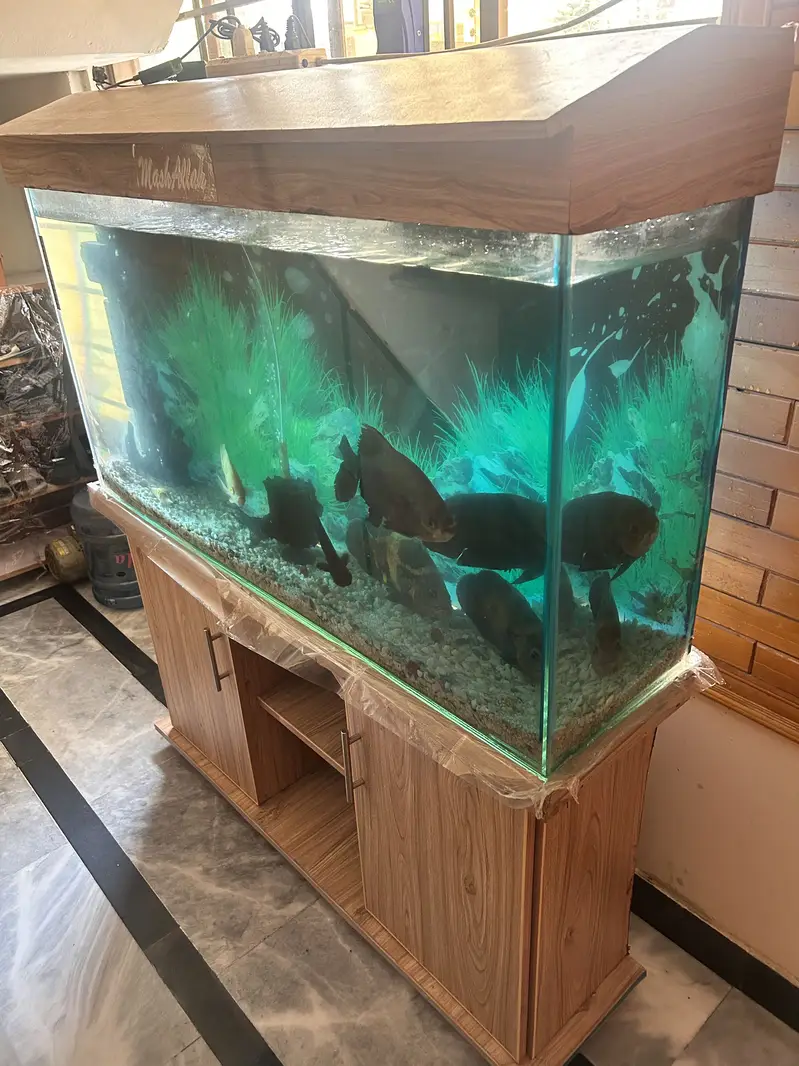 4 Oscars+1 Pacu, blue shark & sucker with complete aquarium for Sale — photo 2