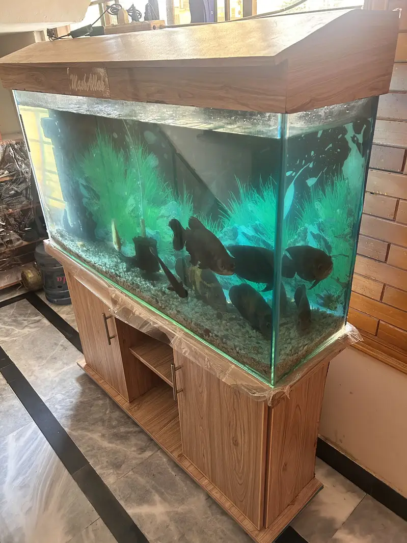 4 Oscars+1 Pacu, blue shark & sucker with complete aquarium for Sale — photo 3