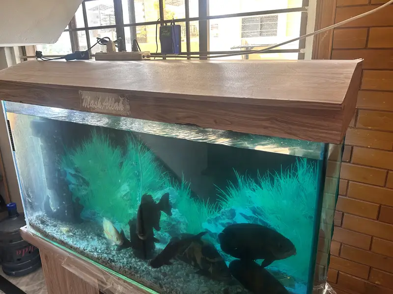 4 Oscars+1 Pacu, blue shark & sucker with complete aquarium for Sale — photo 4