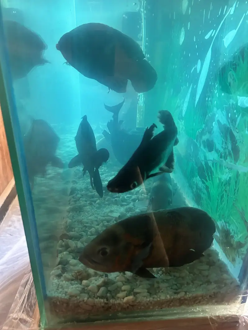 4 Oscars+1 Pacu, blue shark & sucker with complete aquarium for Sale — photo 5