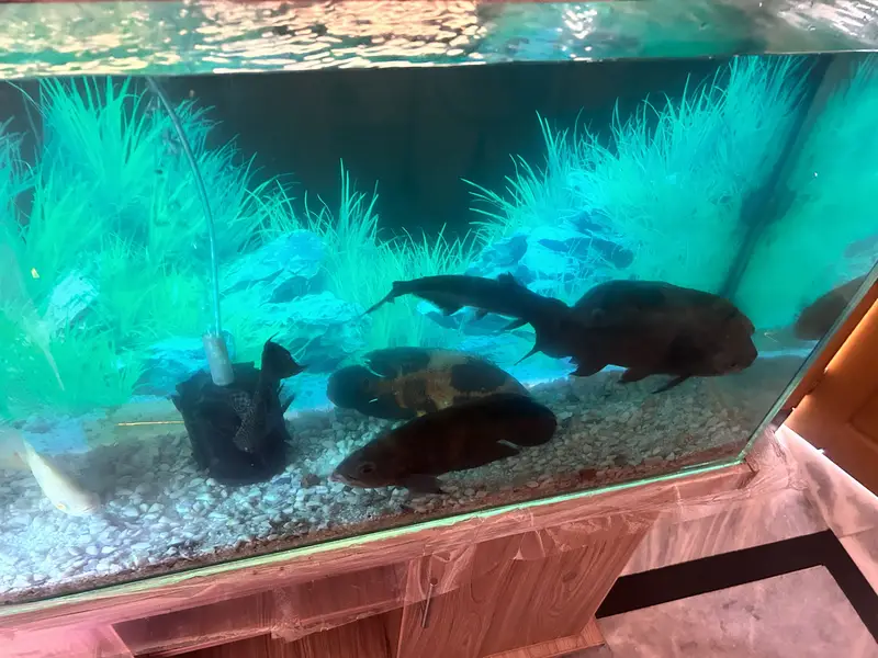 4 Oscars+1 Pacu, blue shark & sucker with complete aquarium for Sale — photo 6