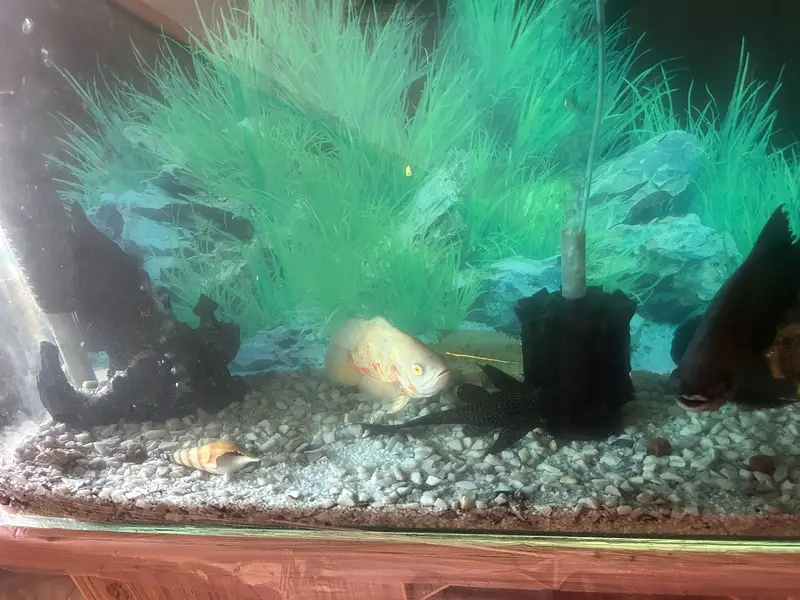 4 Oscars+1 Pacu, blue shark & sucker with complete aquarium for Sale — photo 7