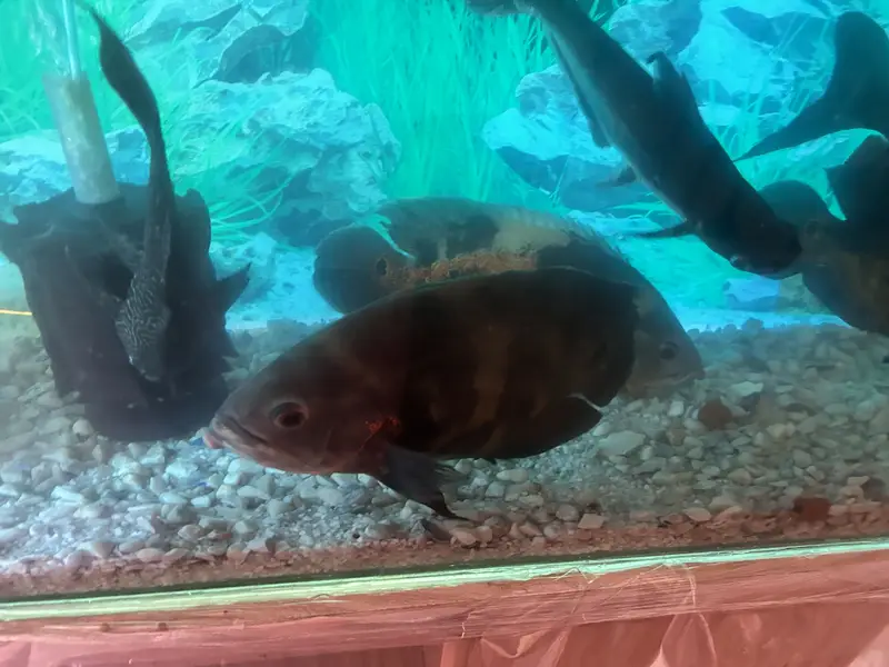 4 Oscars+1 Pacu, blue shark & sucker with complete aquarium for Sale — photo 8