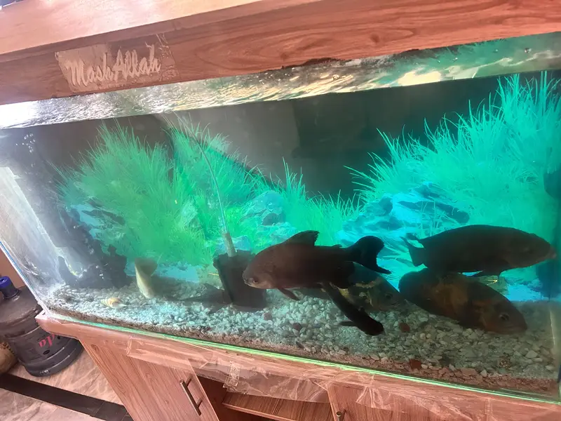 4 Oscars+1 Pacu, blue shark & sucker with complete aquarium for Sale — photo 9