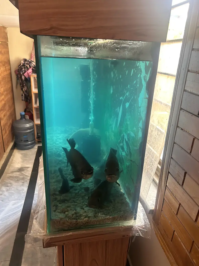 4 Oscars+1 Pacu, blue shark & sucker with complete aquarium for Sale — photo 10