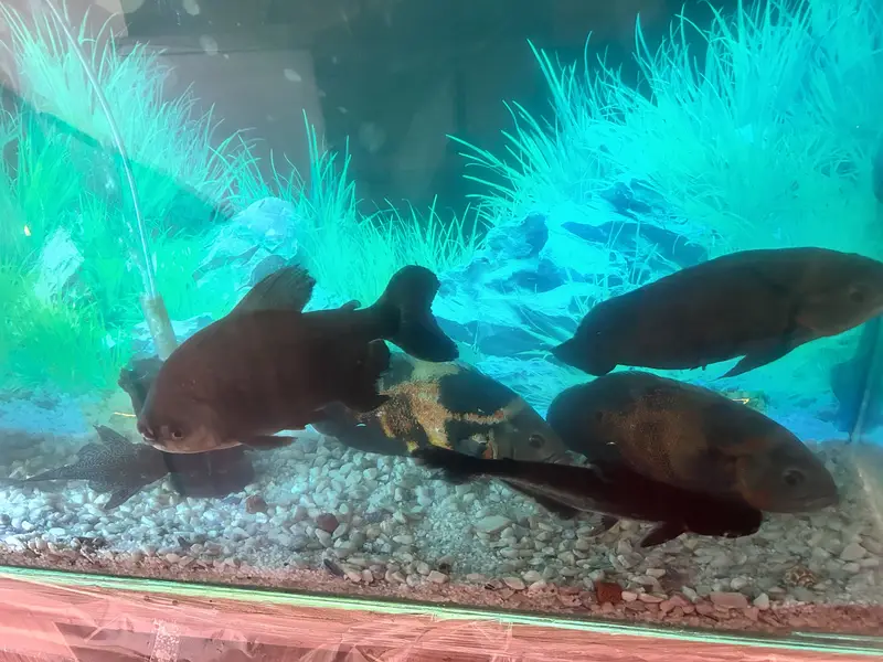 4 Oscars+1 Pacu, blue shark & sucker with complete aquarium for Sale — photo 11