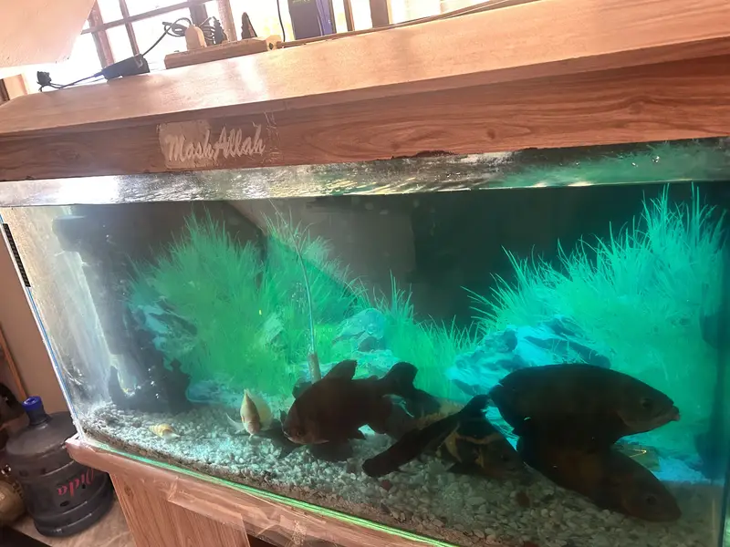 4 Oscars+1 Pacu, blue shark & sucker with complete aquarium for Sale — photo 12