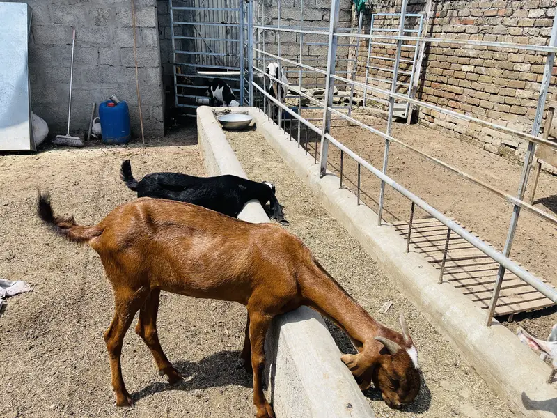 Breeder beetal bakra for sale fresh 4dant — photo 2