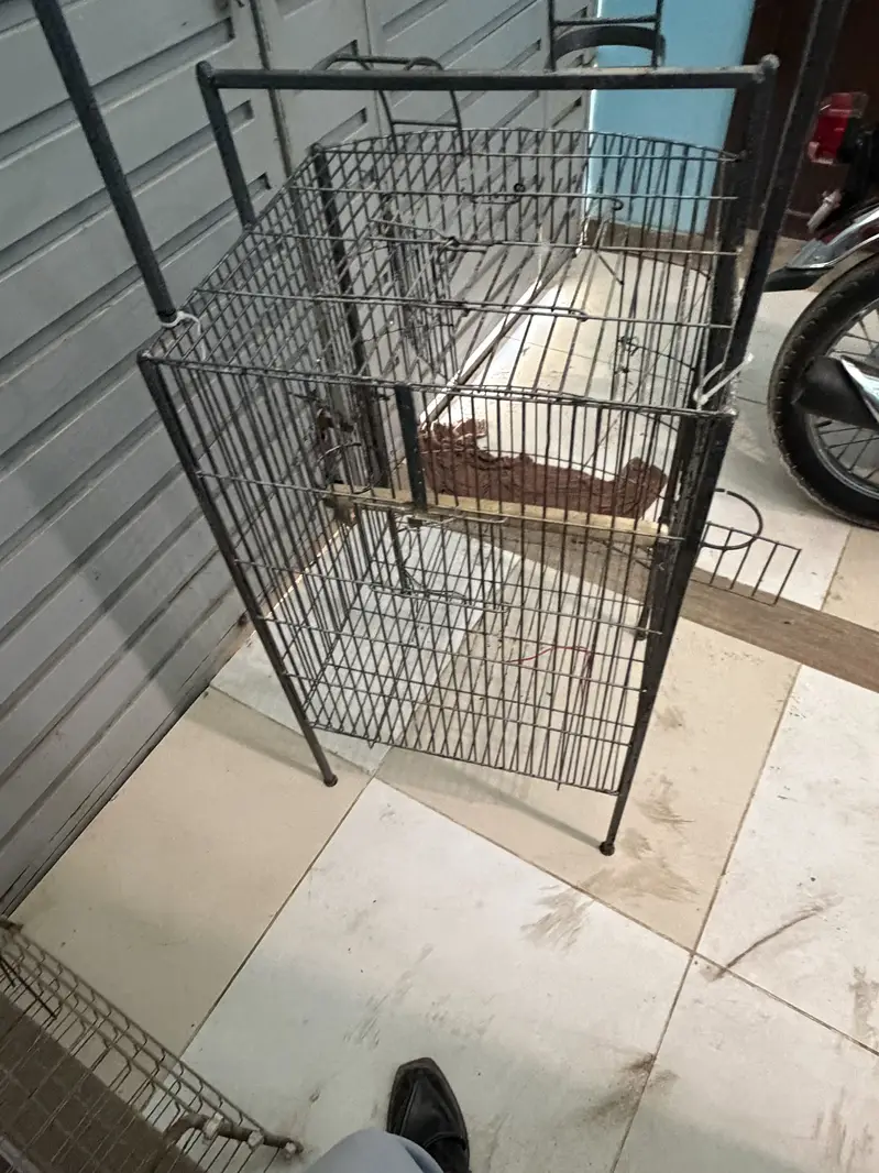 Cage macaw parrot — photo 2