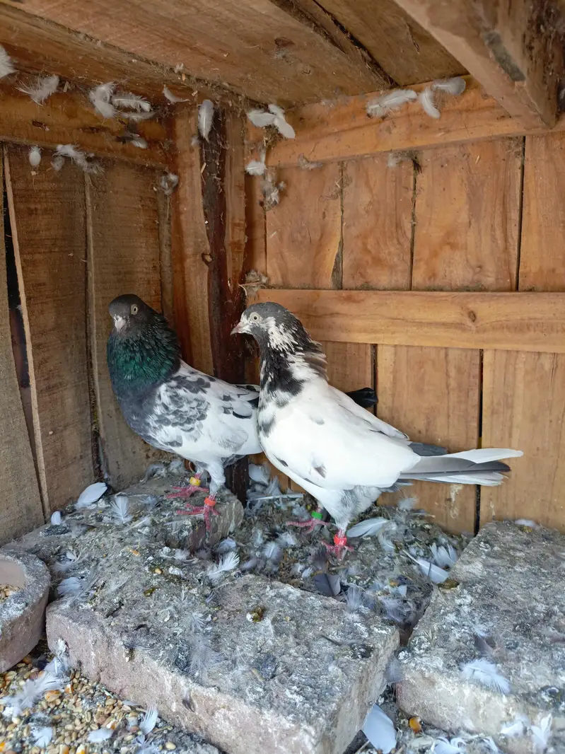 Teddy pair — photo 8