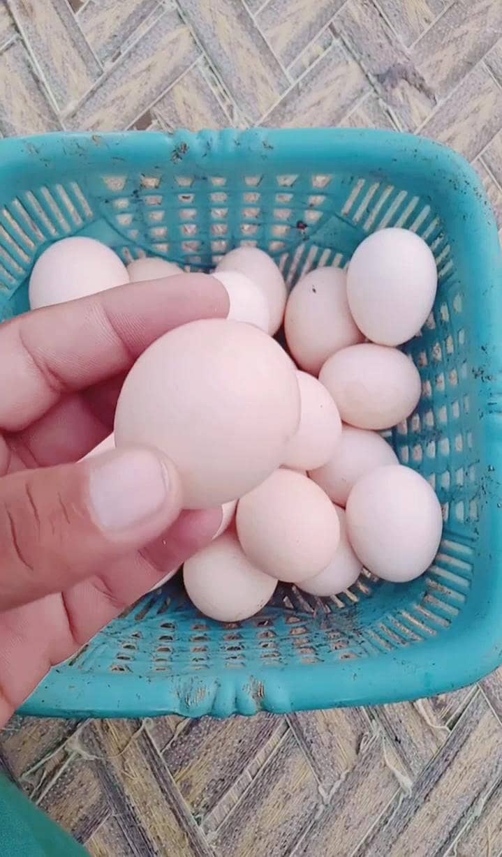 dasi egg available 0