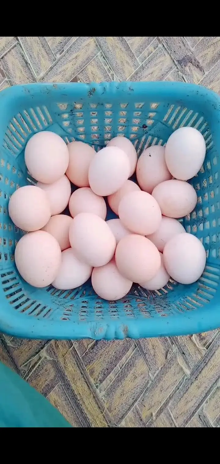 dasi egg available — photo 2