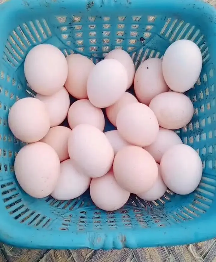 dasi egg available — photo 3