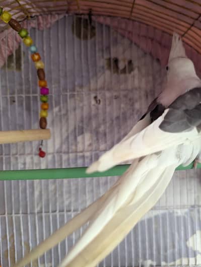 white v pird cocktiel pair