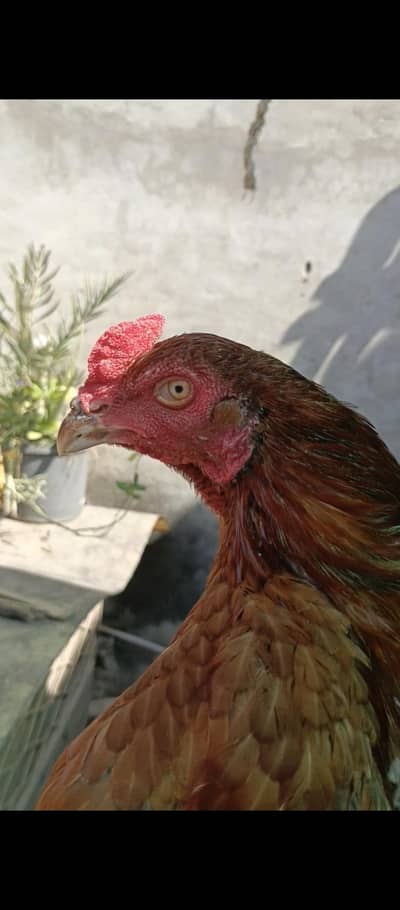 mianwali Aseel patha