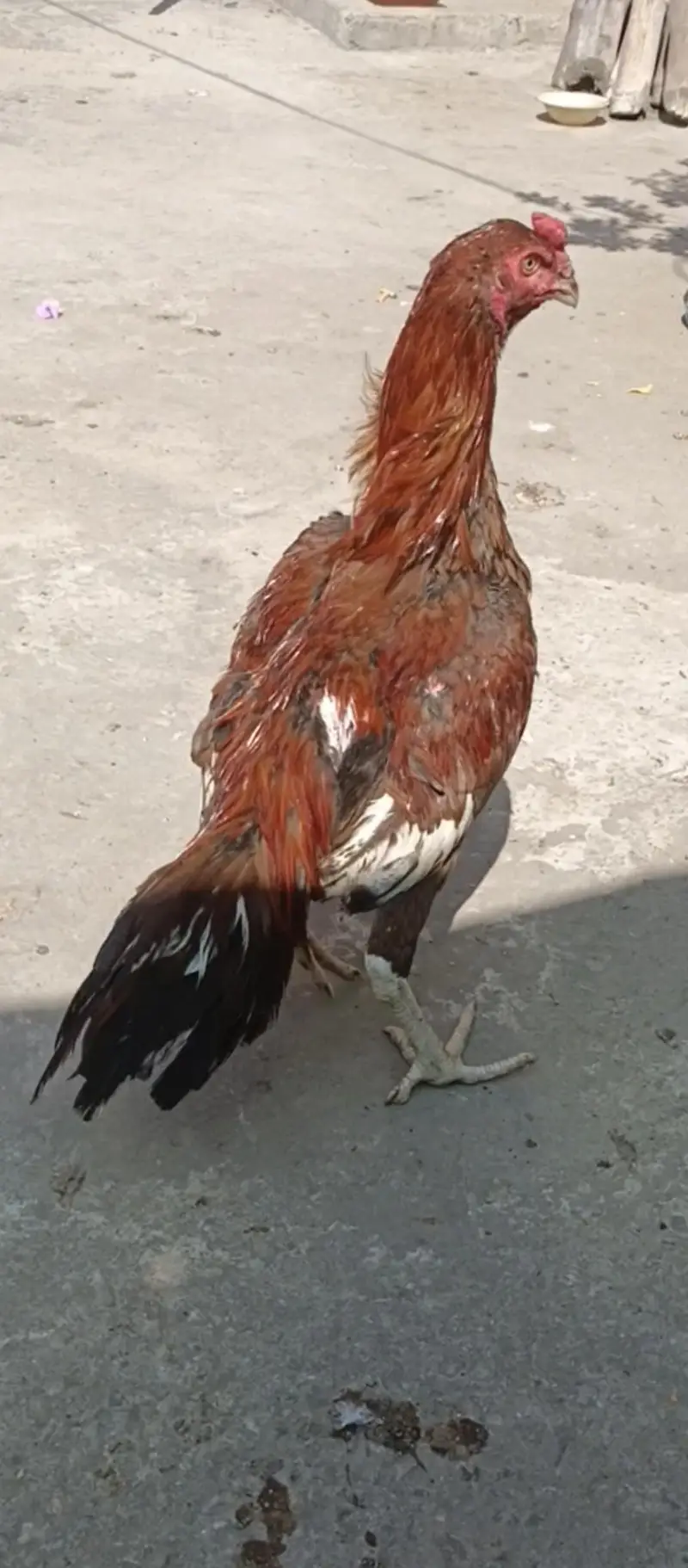 mianwali Aseel patha — photo 2